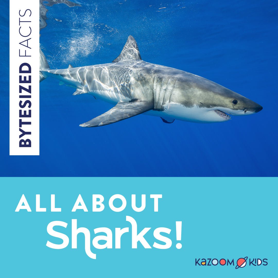 All About Sharks