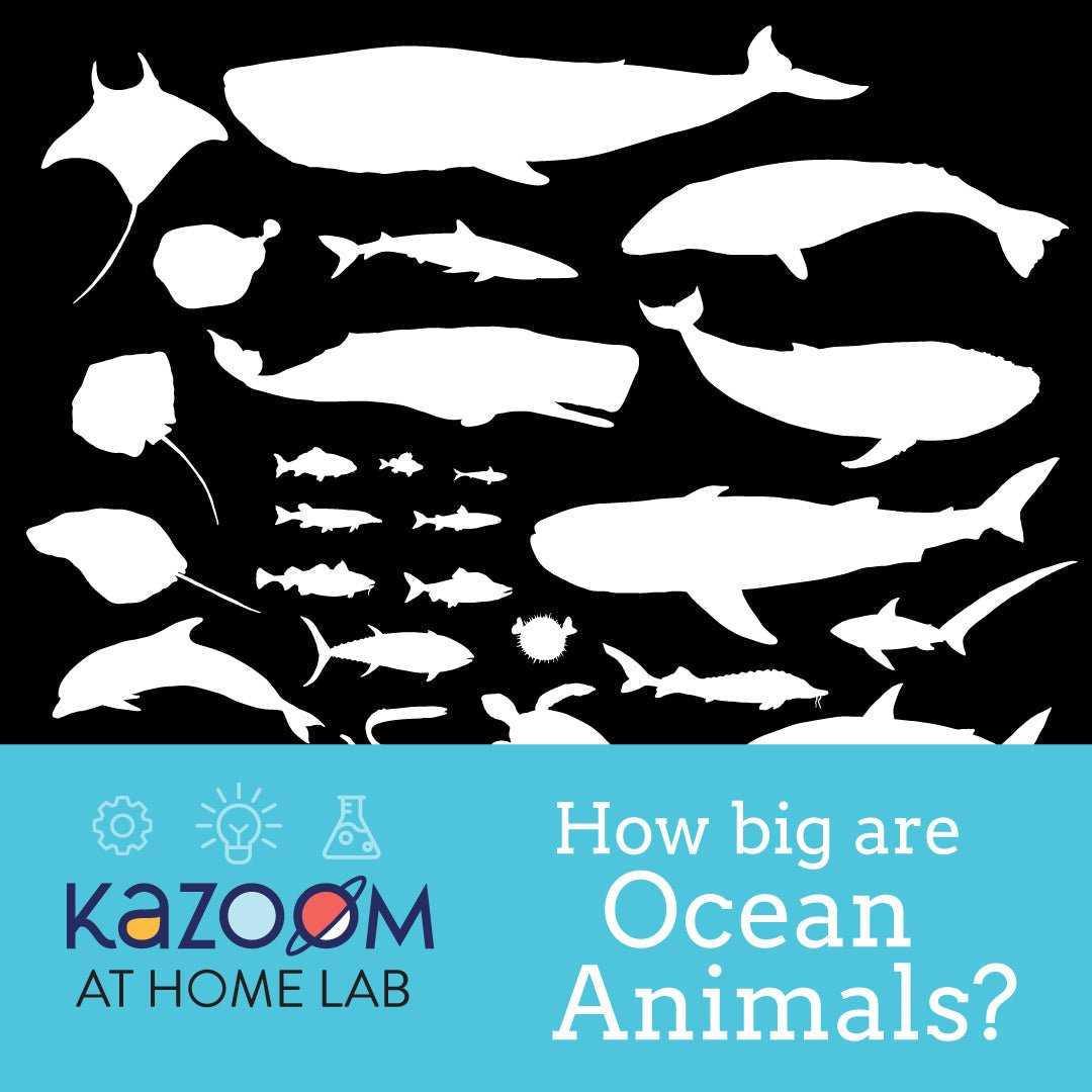 How big are Ocean Animals?