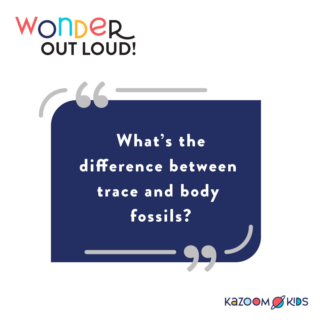 What's the difference between trace and body fossils?